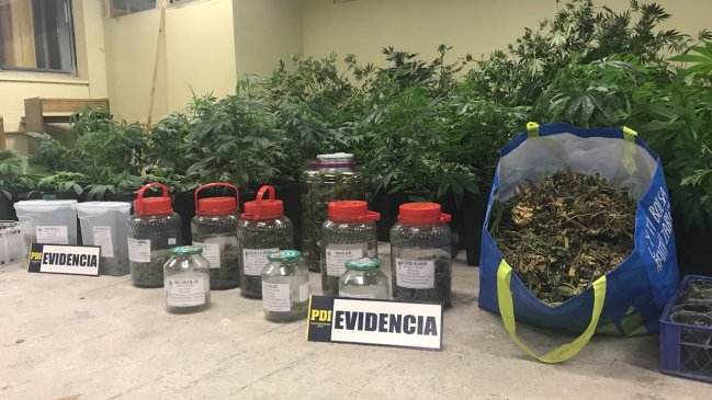 Médico e ingeniero fueron detenidos por cultivo de 101 plantas de marihuana