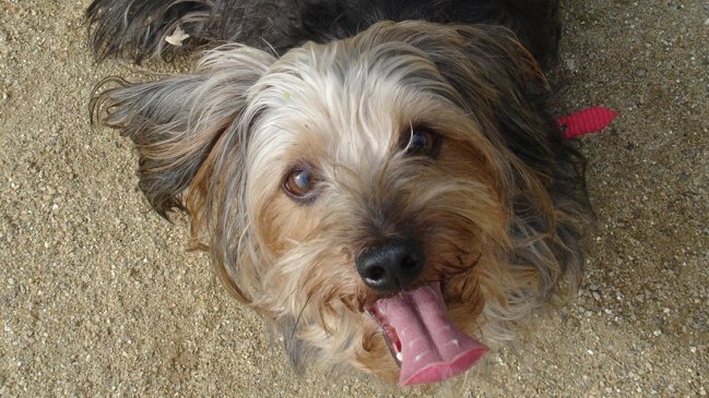 Rescatan a más de 100 perros maltratados y sin comida desde local clandestino en Brasil