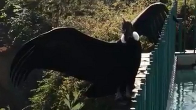 Cóndor aterrizó sorpresivamente en el patio de una casa en Las Condes