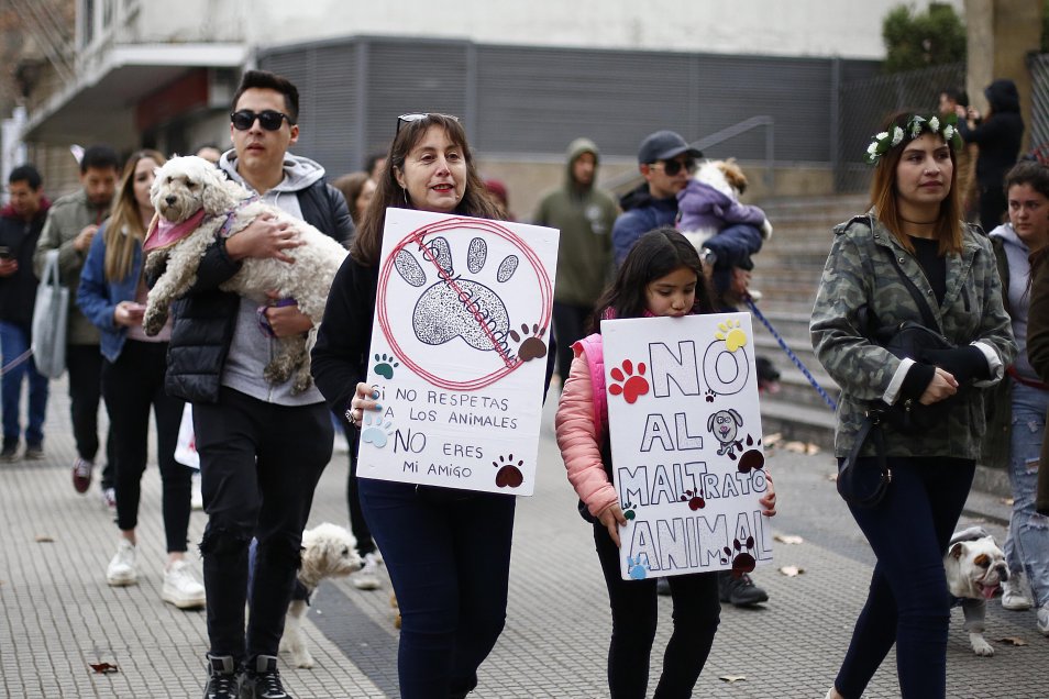 [Fotos] Marcha contra el maltrato animal tras muerte de perro en La Florida Cooperativa.cl