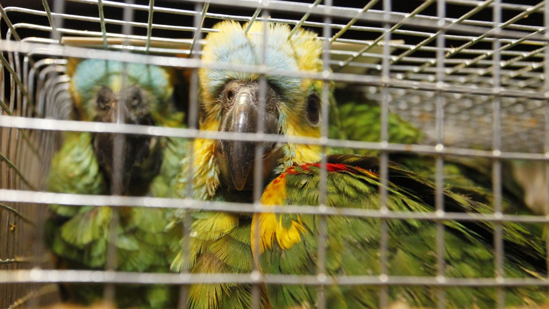 Más de 300 aves exóticas fueron incautadas en la Región Metropolitana