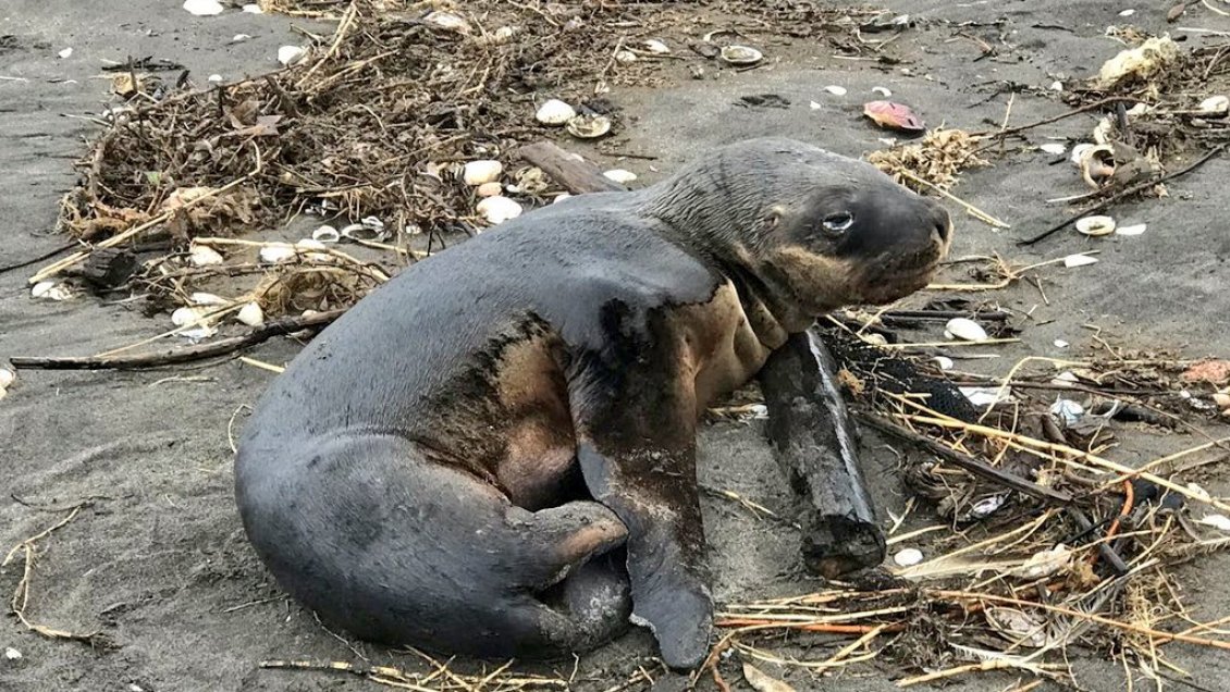 Coronel: Rescatan pequeño lobo marino que estaba herido en playa de Arauco