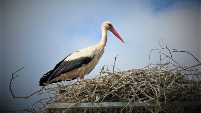 Una ONG puso un GPS en una cigüeña y recibió una boleta telefónica por $2 millones