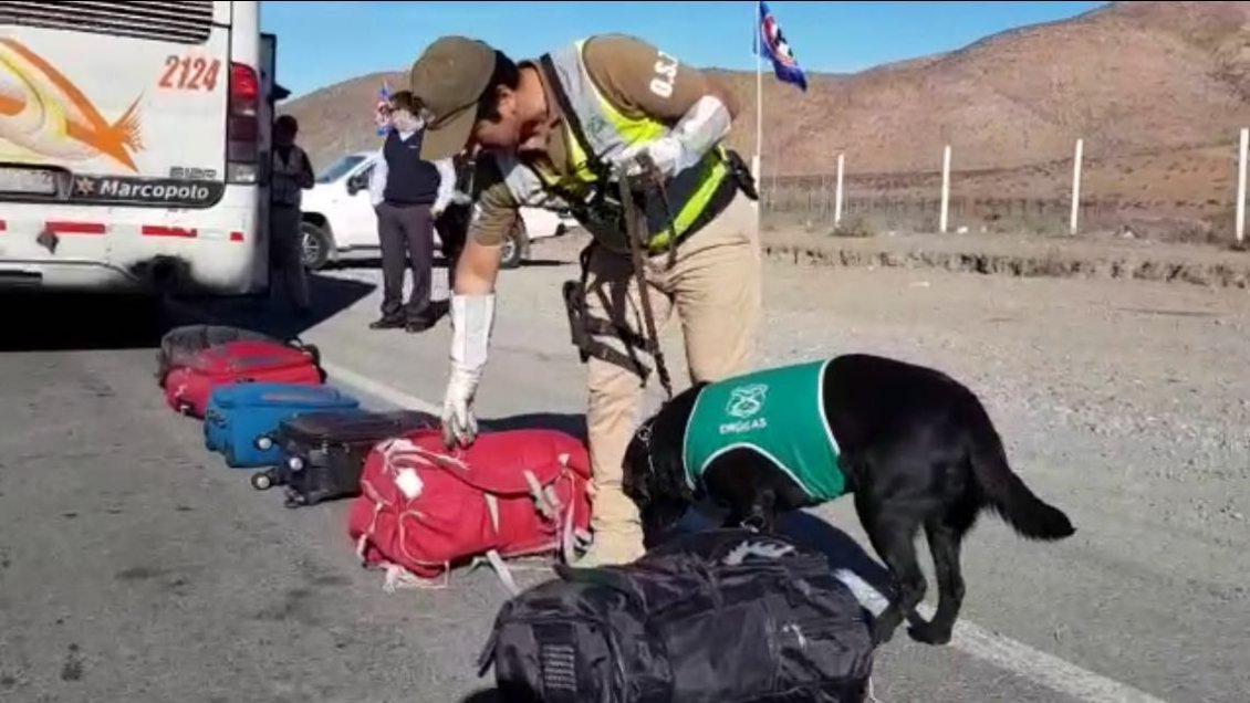 Perro policial descubrió 13 mil dosis de pasta base en un bus interprovincial