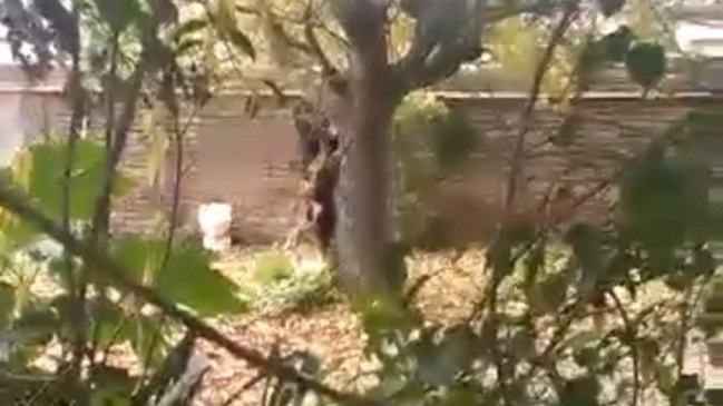 Sujeto ahorcó a su perro, se viralizó y terminó detenido