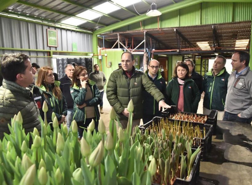 Brasil será el nuevo destino de exportación para tulipanes valdivianos
