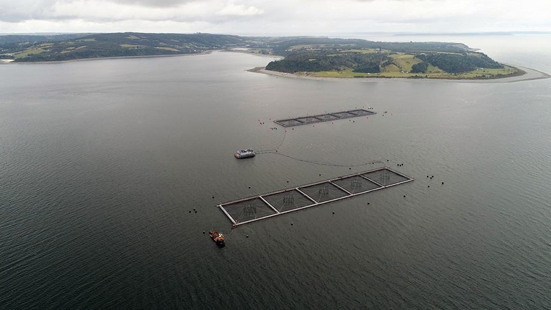 Recapturan 200 mil salmones que escaparon desde centro de cultivo en Calbuco