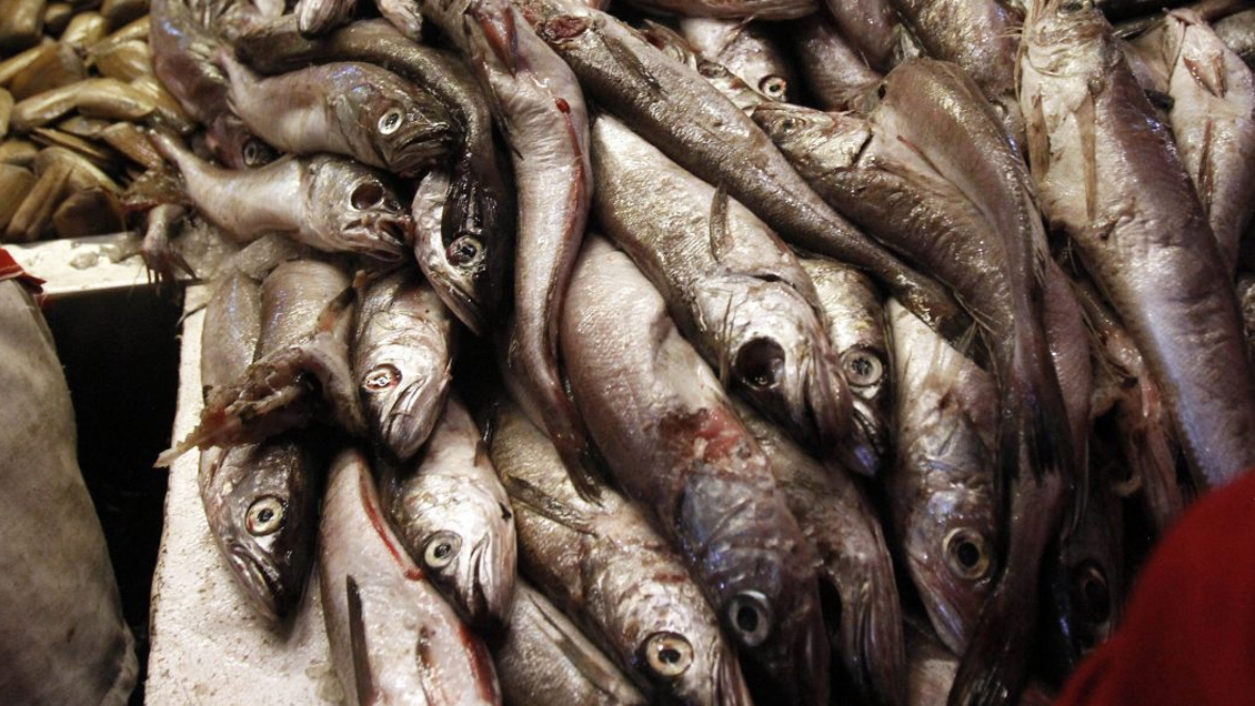 Uno de los peores del mundo: FAO advirtió aumento de la sobrepesca en costas de Chile
