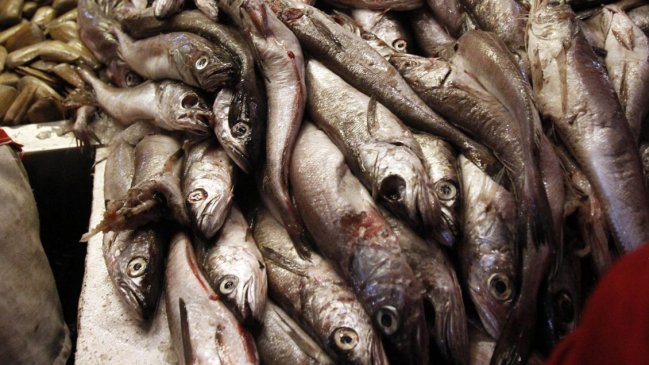  FAO advirtió aumento de la sobrepesca en costas de Chile  