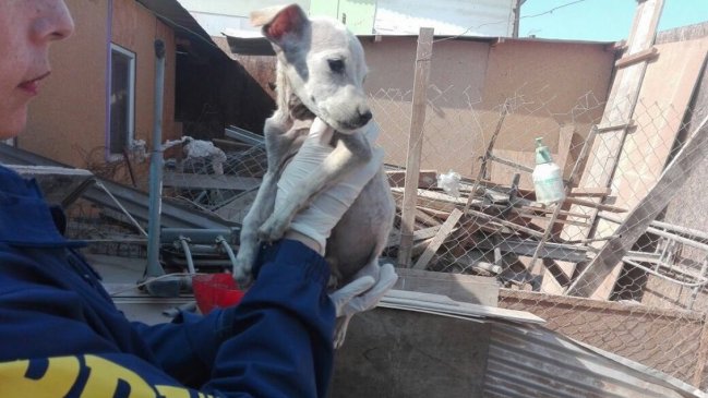 Perro fue rescatado desde una casa en que lo tenían abandonado