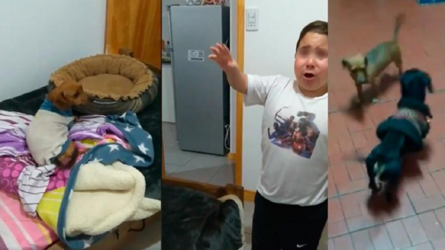 La tierna súplica de un niño a su mamá para quedarse con un perro callejero