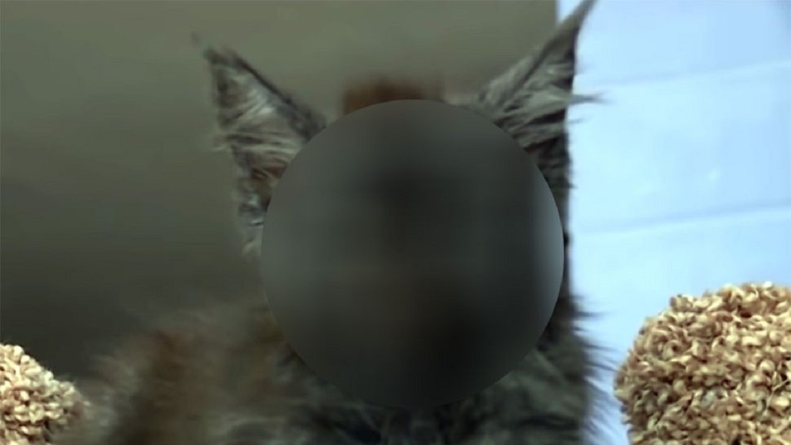 Gato causa impacto en internet por su 