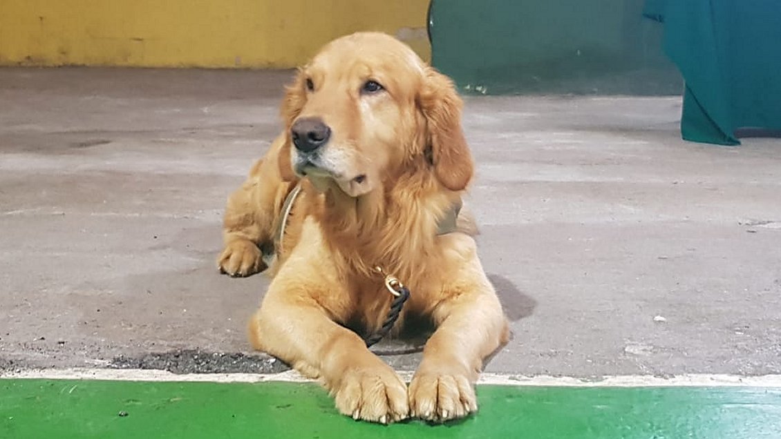 Perro antidrogas 