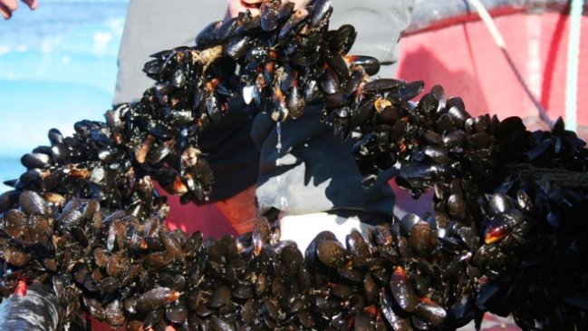 Estudio reveló que los choritos chilenos están sanos