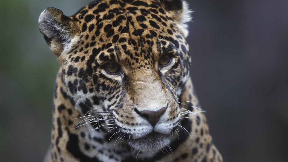Un jaguar escapó y mató a seis animales en un zoológico de EEUU