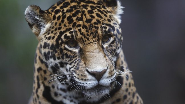 Un jaguar escapó y mató a seis animales en un zoológico de EEUU