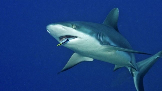Estados Unidos: Cierran playa de Florida por dos ataque seguidos de tiburones