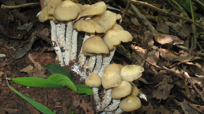 O'Higgins: Carabineros logró la mayor incautación de Hongos Alucinógenos que eran vendidos por facebook