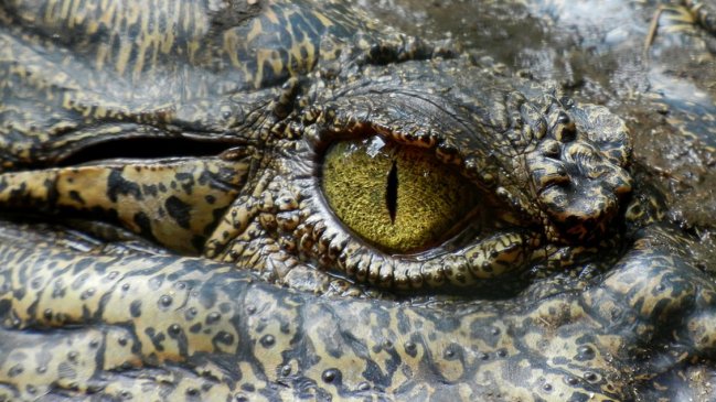 Aldeanos mataron 292 cocodrilos para vengar la muerte de un vecino en Indonesia