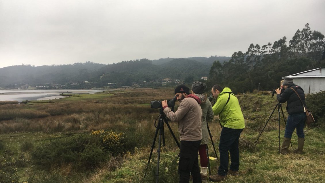 Región de Los Ríos participa en el Censo Mundial de Aves Acuáticas