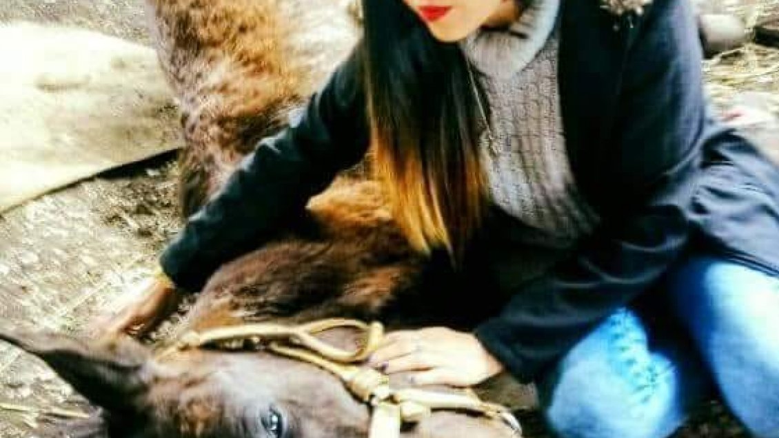 Justicia definirá custodia de yegua 