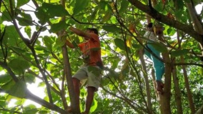 Niño se cayó de un árbol y sufrió una grave lesión en el recto