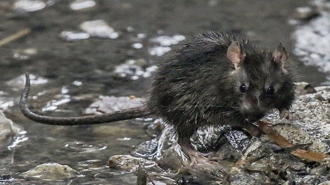 Emiten alerta por marihuana sintética contaminada con veneno para ratones