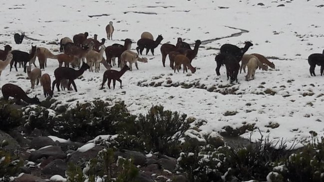 Dirección Meteorológica de Chile anunció nevazones para la cordillera de Arica y Parinacota