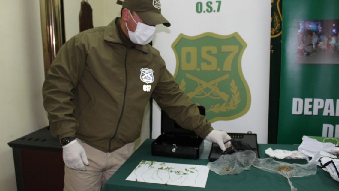 Carabineros desbarató banda que se dedicaba a producir y vender marihuana en Puerto Montt