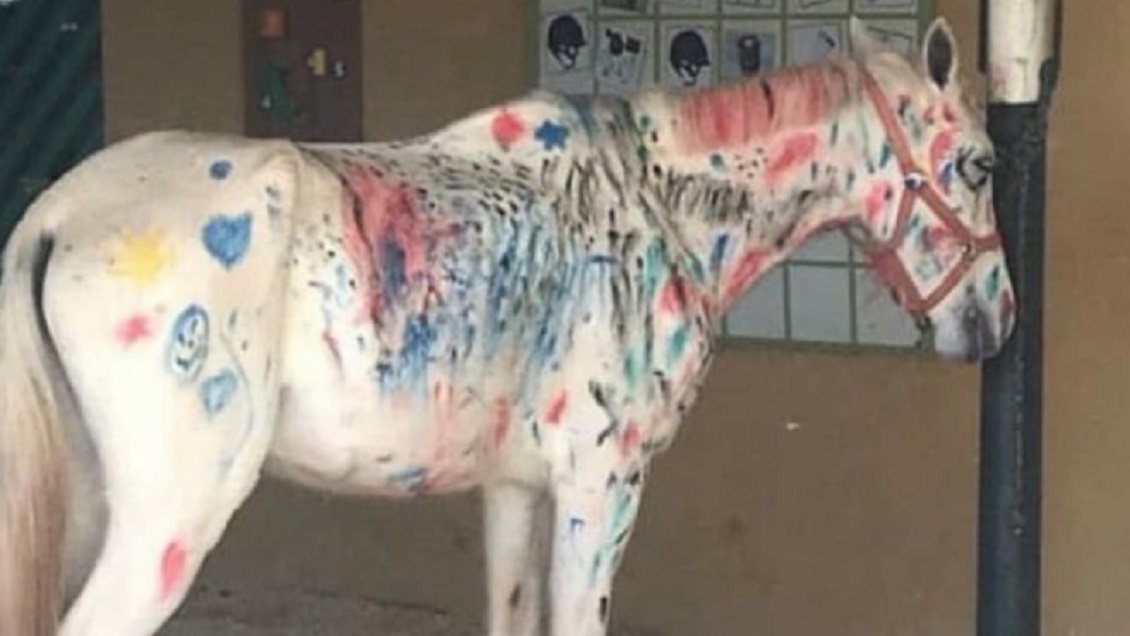 Niños pintaron caballo en actividad que provocó indignación de animalistas