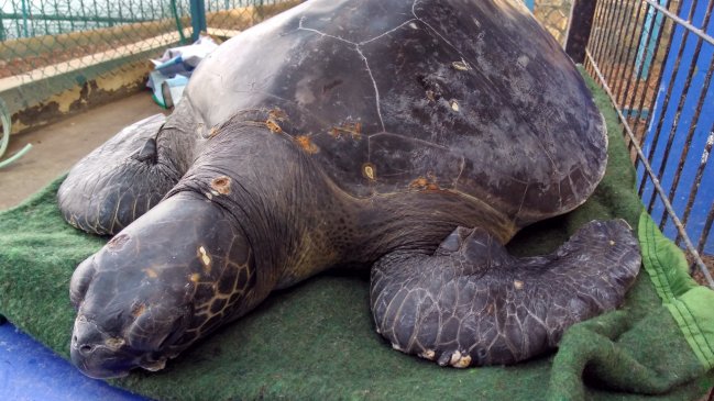 Sernapesca realizó exitosa liberación de tortuga verde que varó en la costa de Coquimbo