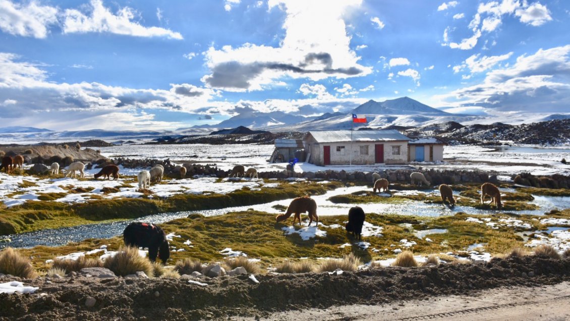 Parinacota: Autoridades coordinarán acciones para entregar alimento a ganaderos tras nevadas