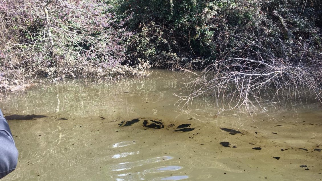 Inician sumario contra empresa de transportes por contaminación al río Biobío