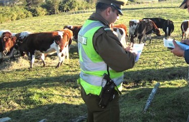 Robo de animales preocupa a campesinos de Pucón y Villarrica