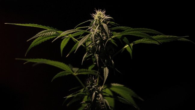 Reino Unido legalizará el uso de medicina a base de cannabis