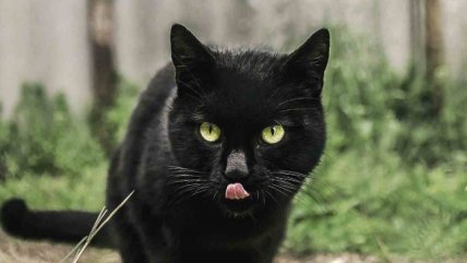   Hombre tiró a gato por la ventana y desató furia en Colombia 