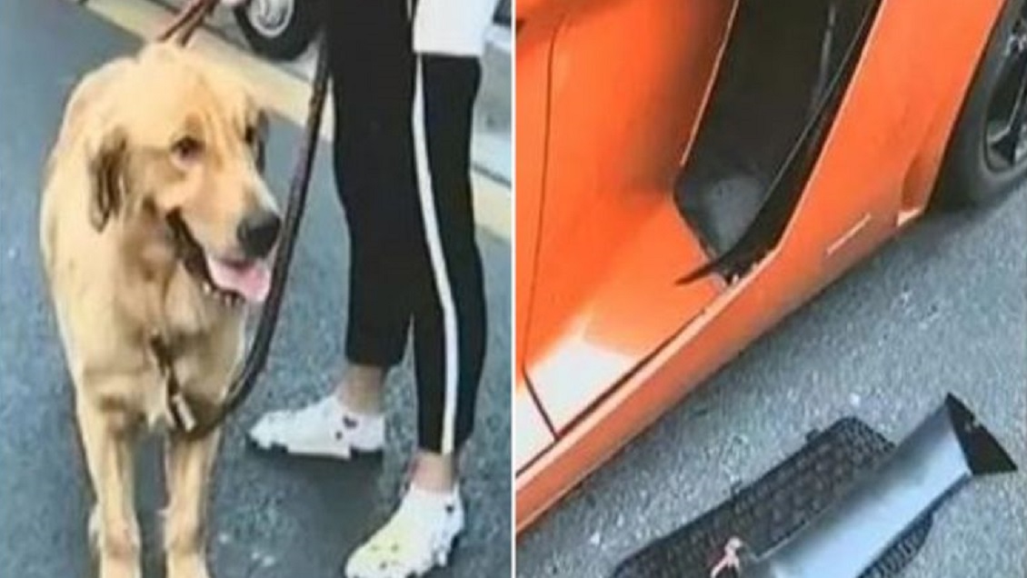 Mujer deberá pagar $4 millones a conductor de Lamborghini que chocó a su perro