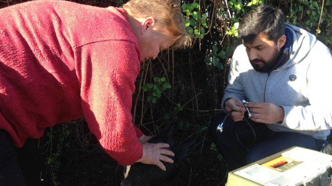 Con cueros de pollo y restos de carne envenenaron a perros en Santa Cruz