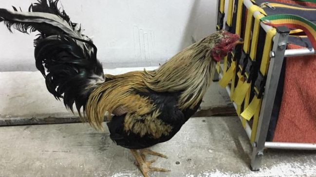 Antofagasta: Detienen a sujeto sorprendido con gallos de pelea