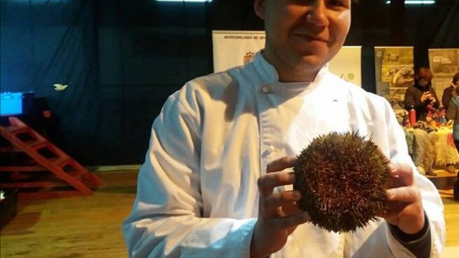 Profesionales gastronómicos ofrecerán degustación masiva de erizos en Quellón