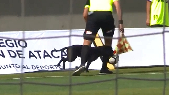 El perro que se robó la pelota en el partido de Copiapó y Rangers