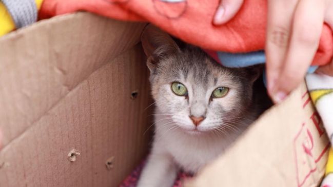 Municipio de Antofagasta comenzó esterilizaciones gratuitas para perros y gatos