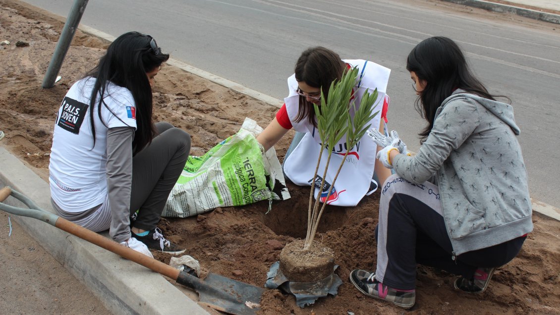 Conaf llamó a jóvenes de Tarapacá a arborizar su comunidad