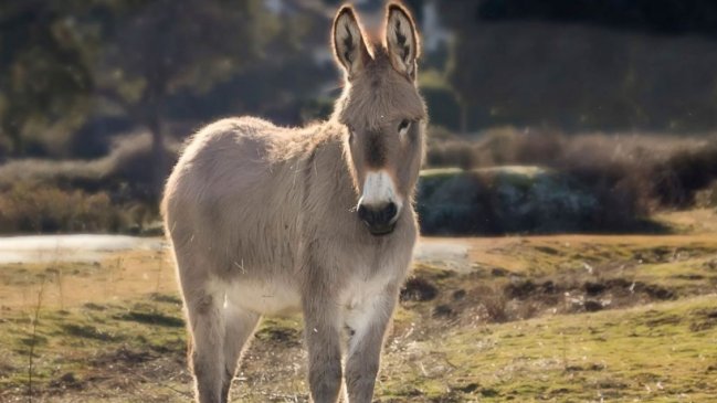 Tres menores de edad violaron a un burro en Argentina