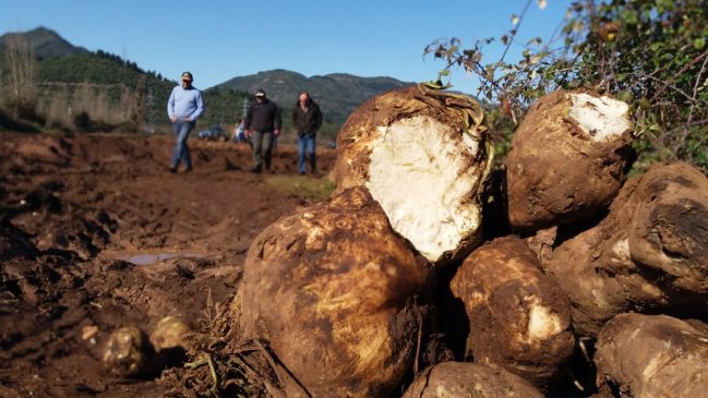 Alcalde de Longaví cuestionó accionar del Indap Maule tras cierre de Iansa Linares