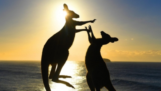 Australia permitiÃ³ la cacerÃ­a de canguro por el cambio climÃ¡tico