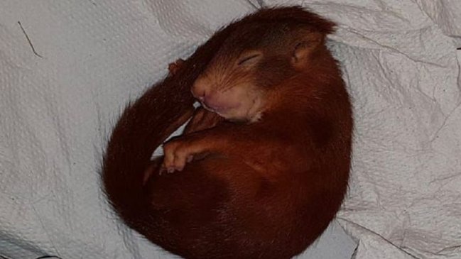 Policía alemana rescató a hombre horrorizado por una cría de ardilla