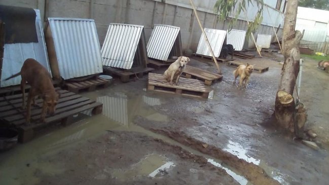 Valparaíso: Acusan negligencia y maltrato en la Sociedad Protectora de Animales