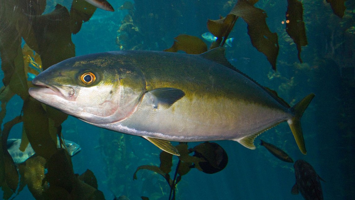 Arica: Desarrollan exitosa tecnología para cultivo y engorda del pez dorado