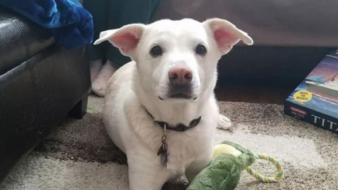 Familia denunció que le aplicaron eutanasia a su perro por error